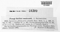 Taeniolella plantaginis image